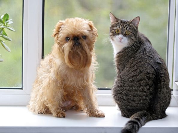 A kutyák vagy a macskák értik jobban az emberi jelzéseket? A kutatók kiderítették!