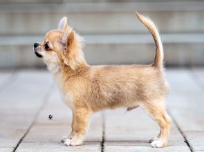 Csivava fajtaismertető: a világ legkisebb kutyafajtája, akit egyedisége tesz népszerű kedvenccé