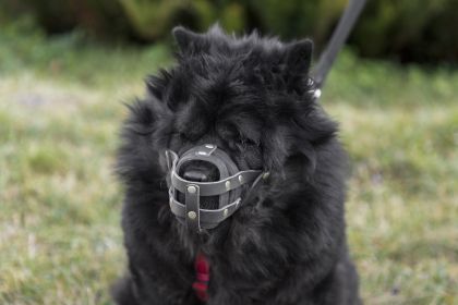 adorable-fluffy-black-dog-with-muzzle-outdoors.jpg