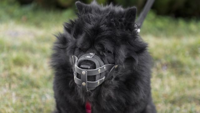 adorable-fluffy-black-dog-with-muzzle-outdoors.jpg