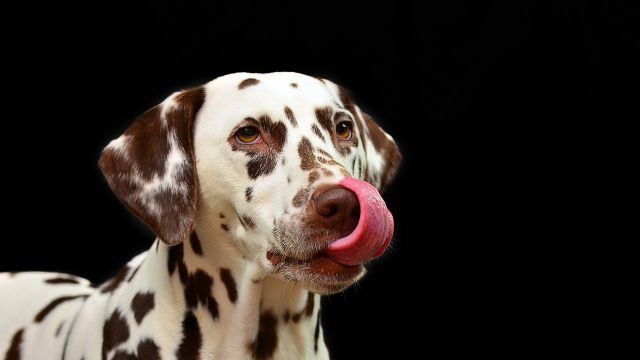 dalmatian-1020790_1280.jpg