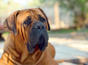 Boerboel – Dél-Afrika nemzeti kutyája